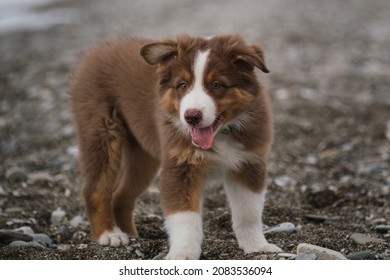 Little brown puppy Aussie stands on stone shore of sea and smiles with tongue sticking out. Australian Shepherd Red tricolor portrait close up. White stripe on muzzle and brown nose.