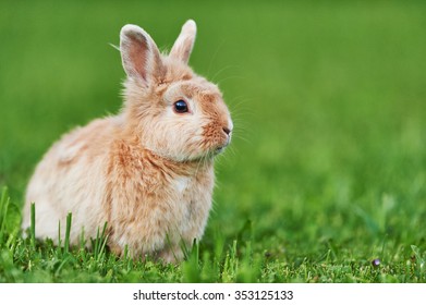 Little Brown Rabbit On Green Grass Stock Photo 353125133 | Shutterstock