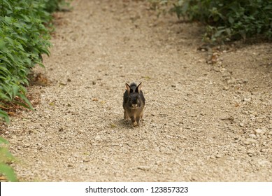 Little Brown Rabbit Running On A Gravel Path