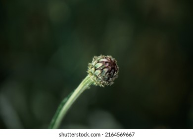 The Little Bud Of The Garden Cornflower 