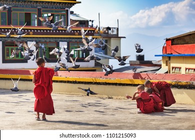 Little Buddhist monks feed pigeons on a roof of the monastic Rumtek complex. Tops of the Himalayas are in the distance visible. India, Sikkim, on January 7, 2018