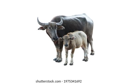           Little buffalo and mother buffalo on white background                      - Shutterstock ID 1975341692