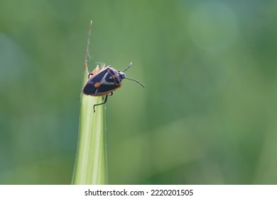 Little Bug Close Up. Lady Bug. Little Bug Molting                            