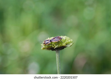 Little Bug Close Up. Lady Bug. Little Bug Molting                            