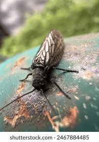 Little bugs in close up