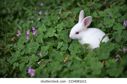 Little bunny on spring green grass  flowers.  Cute rabbit.
