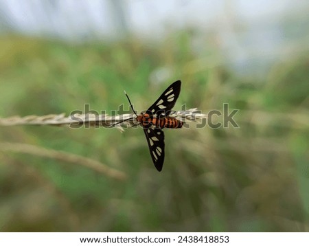 Little butterfly or Amata huebneri species of moth in the genus Amata of the family Erebidae. Adult moths of this species are black with a yellow or orange band on the abdomen, and transparent windows