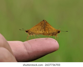 little butterfly is mating on the finger