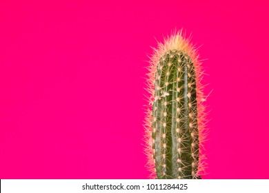 Little Cactus plant on a plain color background with space to place your logo