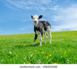 Little calf grazes on green pasture under a blue sky