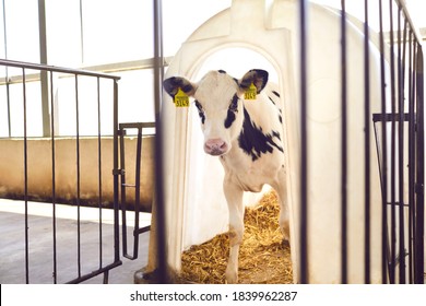 Little calf with yellow ear tags standing in cage in sunny livestock barn on farm in countryside looking at camera. Cattle breeding, taking care of animals, dairy and meat production concept