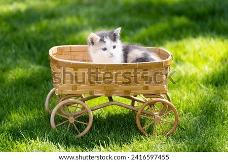 Little calico kitten in the straw basket