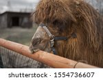 Little camel at small latvian zoo