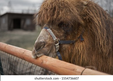 Little camel at small latvian zoo