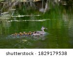 Little Canada, Minnesota. Gervais Mill Park.  Female Mallard, " Anas platyrhynchos"  with 10 ducklings following.