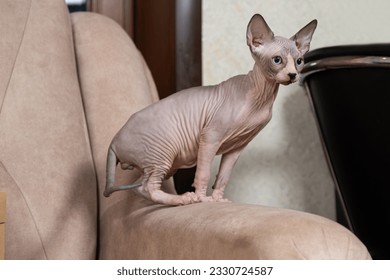 A little Canadian Sphynx kitten, 3 months old, sits on the couch and looks away
