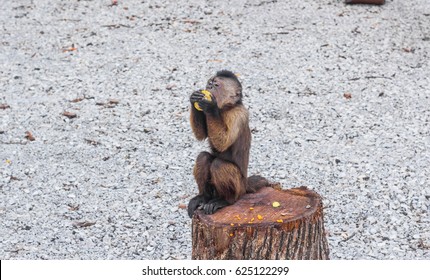Little Capuchin Monkey Eats an Apple
