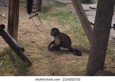 Little Capuchin Monkey. Young Sapajus apella capuchin monkey primate mammal. Tufted capuchin amazon rainforest animal.