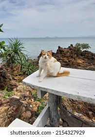 Little Cat And The Andaman Sea Viewpoint At Koh Pu, Krabi Thailand