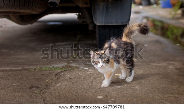 The little cat with brown hair and black and\
white hair mixed in. He walked behind the car and looked with\
suspicion like a man in\
danger.