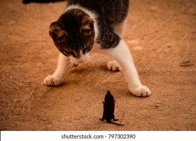 Little cat chasing mouse