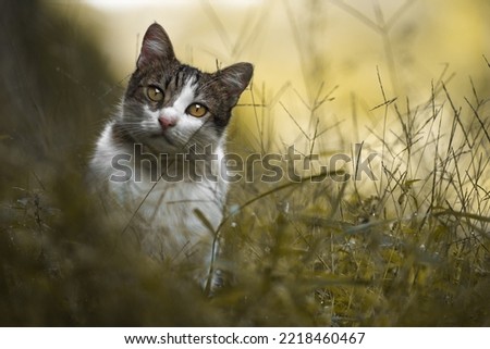 Similar – A shady resting place, cat in the grass