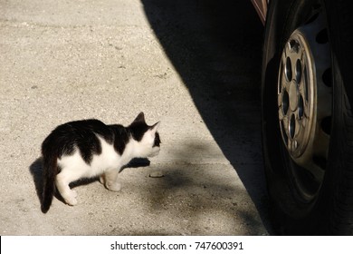 Little Cat Is Going Under The Car. Hot Car Engine In Cold Weather Could Be Dangerous For Cats.