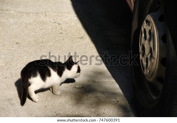Little Cat is going under the Car.\
Hot Car Engine in Cold Weather could be Dangerous for\
Cats.