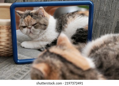 The Little Cat Lies On The Armchair And Looks In The Mirror. This Is The Exotic Cat Breed. It Is Similar To A Persian Cat, But Has Short Hair.