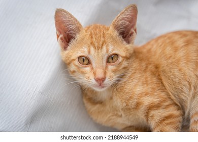 Little Cat Orange Ginger Yellow Cat Sits On The White Vinyl Floor And Looks At People With Curiosity Based On The Kitten's Habit. People Is Favorite Pets.