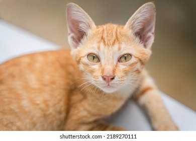 Little Cat Orange Ginger Yellow Cat Sits On The White Vinyl Floor And Looks At People With Curiosity Based On The Kitten's Habit. People Is Favorite Pets.