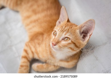 Little Cat Orange Ginger Yellow Cat Sits On The White Vinyl Floor And Looks At People With Curiosity Based On The Kitten's Habit. People Is Favorite Pets.