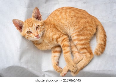 Little Cat Orange Ginger Yellow Cat Sits On The White Vinyl Floor And Looks At People With Curiosity Based On The Kitten's Habit. People Is Favorite Pets.