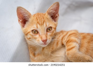 Little Cat Orange Ginger Yellow Cat Sits On The White Vinyl Floor And Looks At People With Curiosity Based On The Kitten's Habit. People Is Favorite Pets.