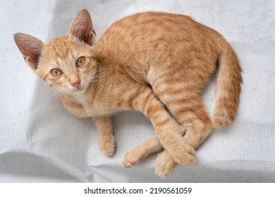 Little Cat Orange Ginger Yellow Cat Sits On The White Vinyl Floor And Looks At People With Curiosity Based On The Kitten's Habit. People Is Favorite Pets.