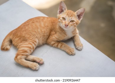 Little Cat Orange Ginger Yellow Cat Sits On The White Vinyl Floor And Looks At People With Curiosity Based On The Kitten's Habit. People Is Favorite Pets.