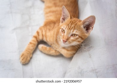 Little Cat Orange Ginger Yellow Cat Sits On The White Vinyl Floor And Looks At People With Curiosity Based On The Kitten's Habit. People Is Favorite Pets.