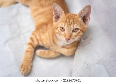 Little Cat Orange Ginger Yellow Cat Sits On The White Vinyl Floor And Looks At People With Curiosity Based On The Kitten's Habit. People Is Favorite Pets.