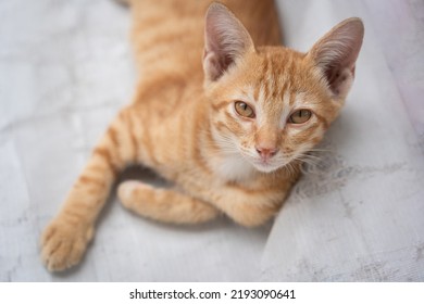 Little Cat Orange Ginger Yellow Cat Sits On The White Vinyl Floor And Looks At People With Curiosity Based On The Kitten's Habit. People Is Favorite Pets.