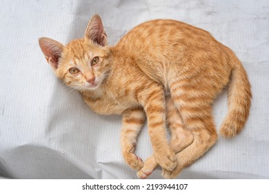 Little Cat Orange Ginger Yellow Cat Sits On The White Vinyl Floor And Looks At People With Curiosity Based On The Kitten's Habit. People Is Favorite Pets.