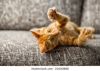 Little Cat Playing On The Bed