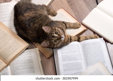 Little Cat Read A Book