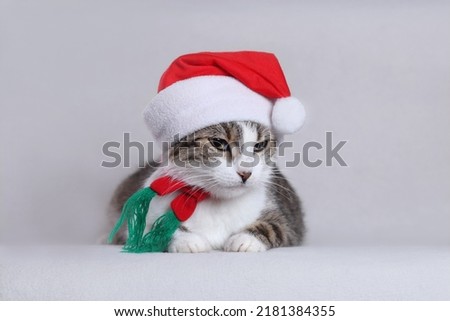 Little Cat in a red hat of Santa Claus lying on the white background close up. Happy New Year. Cute Kitten with green eyes. Tabby. Winter. 2023. Christmas Cat card .Concept of adorable little pets.