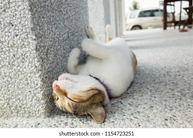 Little Cat Sleep In A Funny Pose In The Outside