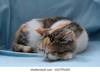 Cat Exotic Persian Stock Photos Images Photography Shutterstock