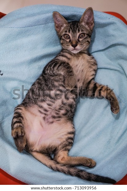 Little Cat Sleeping Staring Ceiling Closeup Stock Photo Edit Now