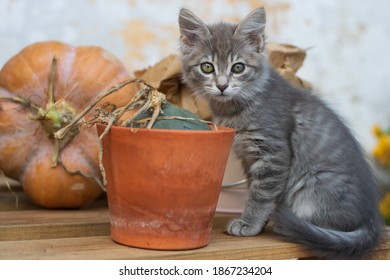 Little Cat Snooping Orange Pumpkins