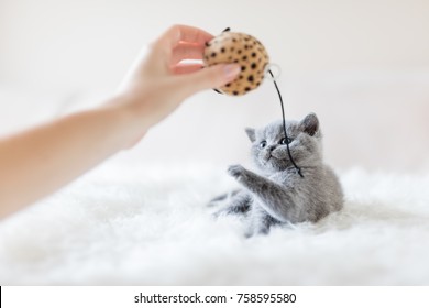 Little cat staring at a toy in woman's hand, trying to poke it with its paw. British shorthair.