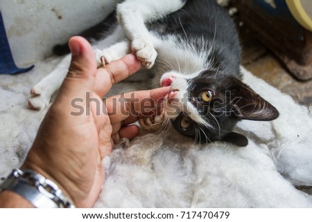The little cat's bite fingers is a play which as the background.