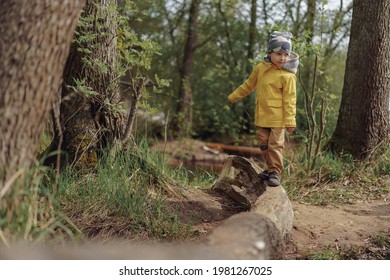 little caucasian 4 years old boy walking on the log over the stream in forest.  Image with selective focus - Shutterstock ID 1981267025